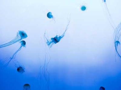 Editorial Content for Crown City: A Japantown Mystery